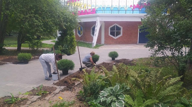 В Родниках высадили шаровидные туи в Летнем саду